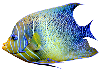 fish1