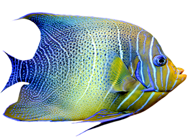 fish1