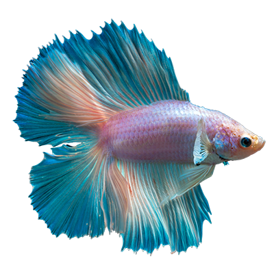 fish2