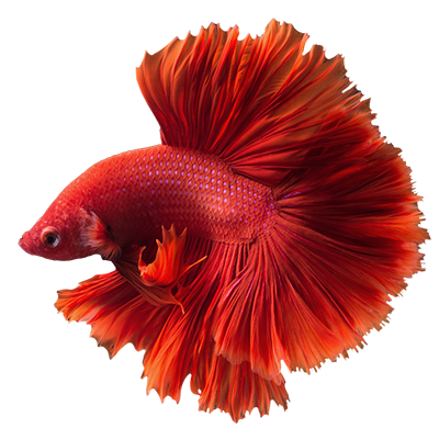 fish3
