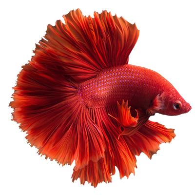 fish3