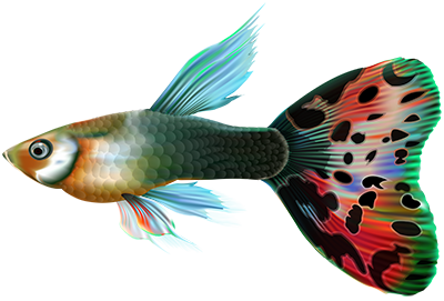 fish4