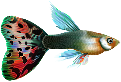 fish4