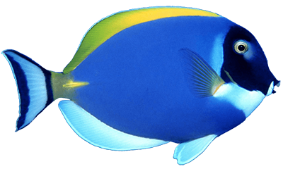 fish5