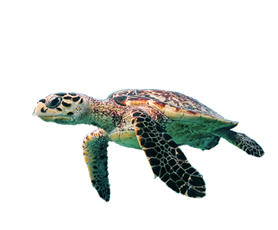 turtle1