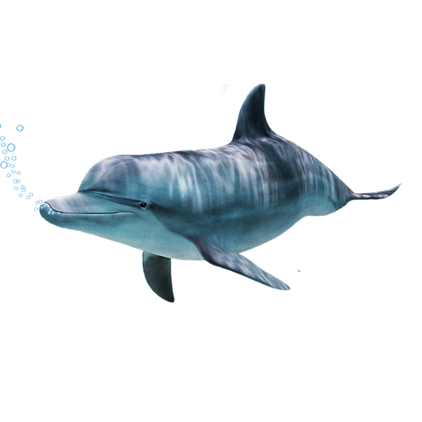 whale3